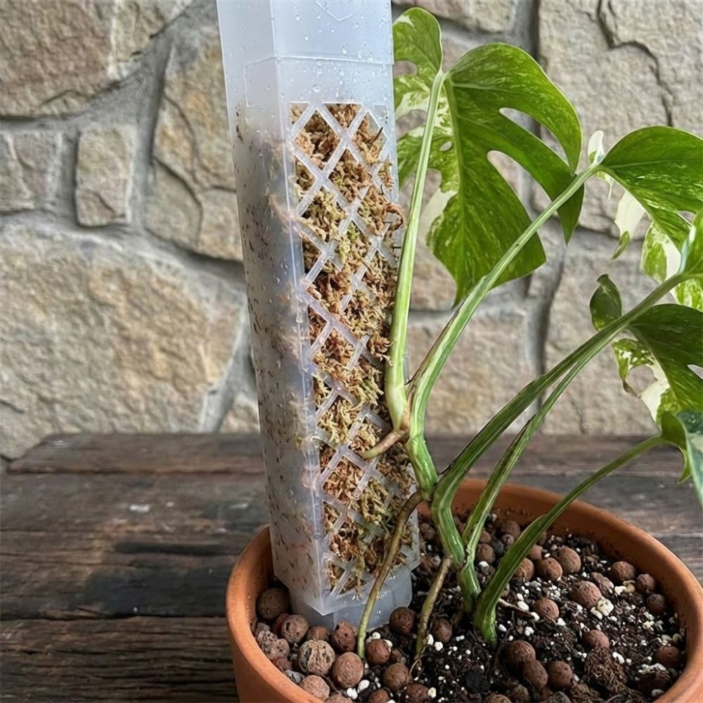 D Şekilli Kendiliğinden Sulana - Sphagnum Moss Dry incelemesi ve fiyatı